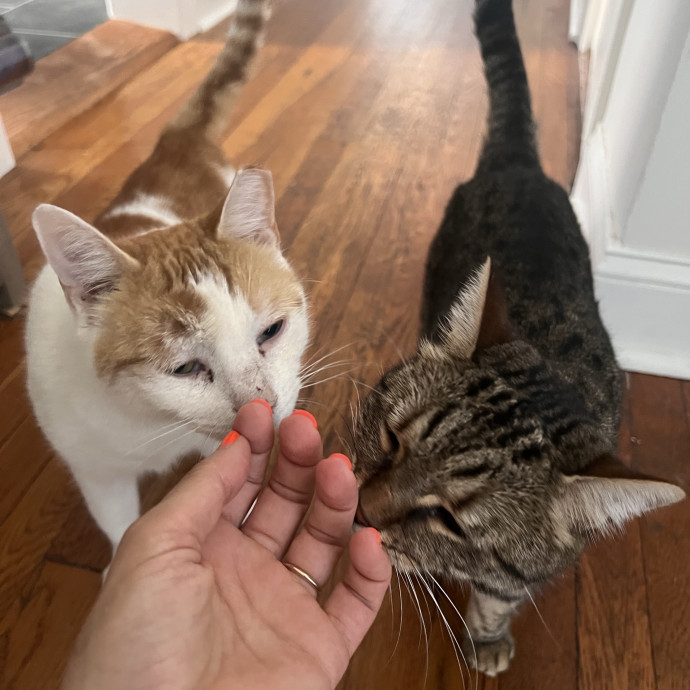 Cat Lover  Trusted Cat Sitter
