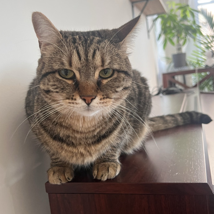 Cat Lover  Trusted Cat Sitter photo 3