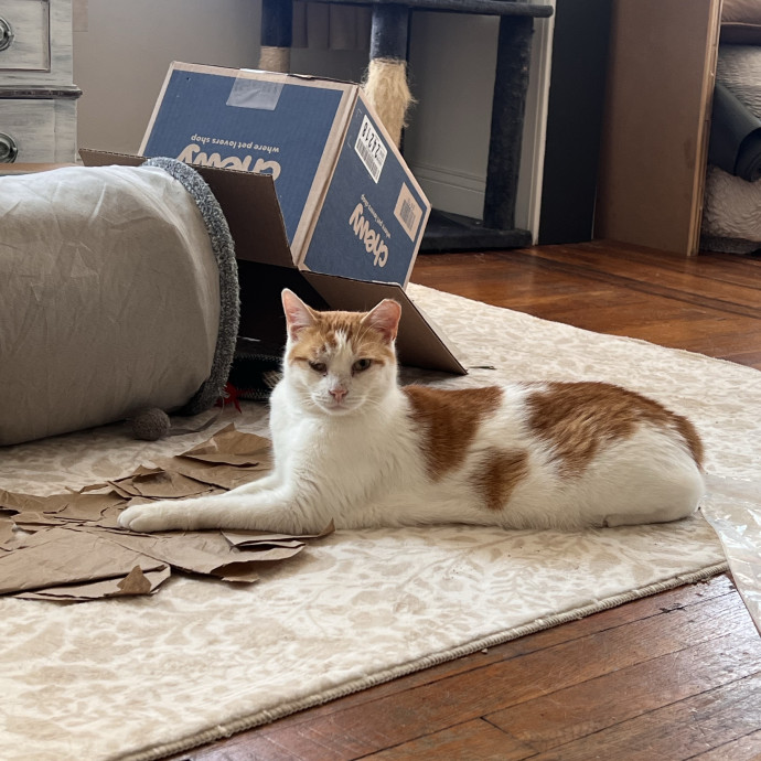 Cat Lover  Trusted Cat Sitter photo 2