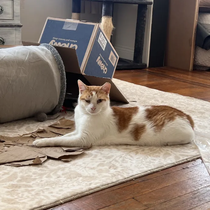 Cat Lover  Trusted Cat Sitter photo 2