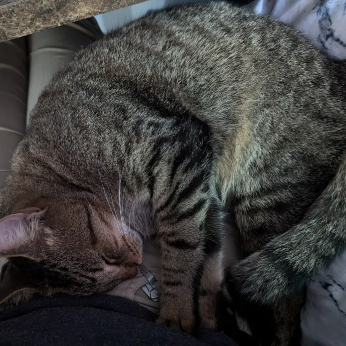 Tailored Support With Specialized Skills