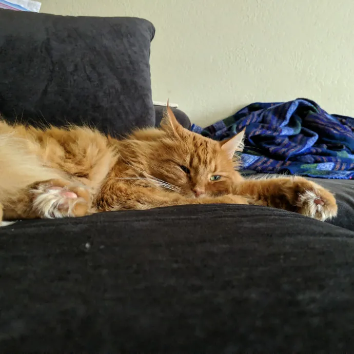 Tailored Support With Specialized Skills