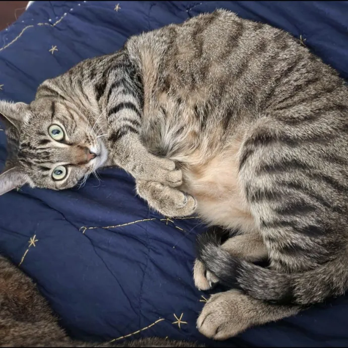 Tailored Support With Specialized Skills