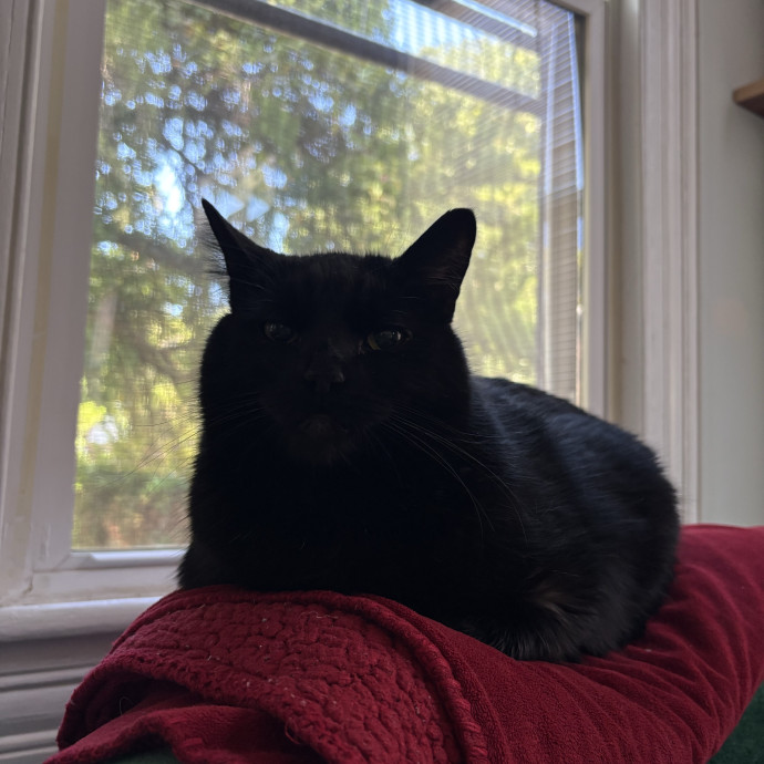 Experienced Reliable  Gentle Sitter photo 3