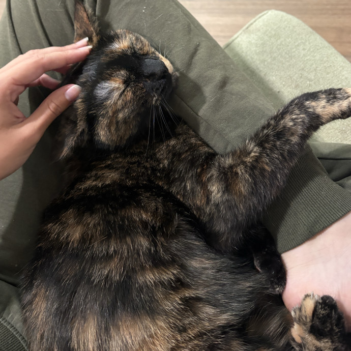 Rescue Kitty Mama