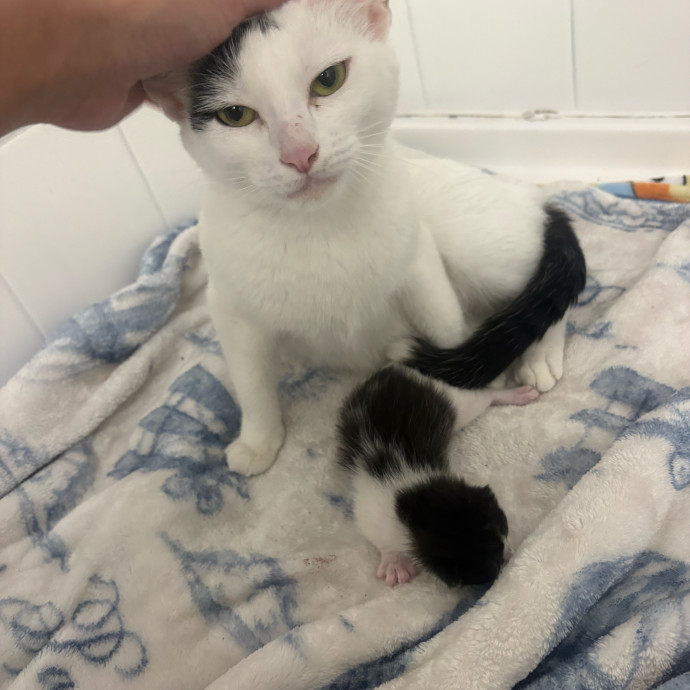 Rescue Kitty Mama
