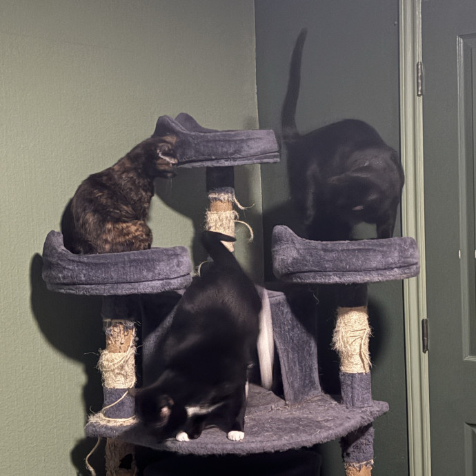 Rescue Kitty Mama