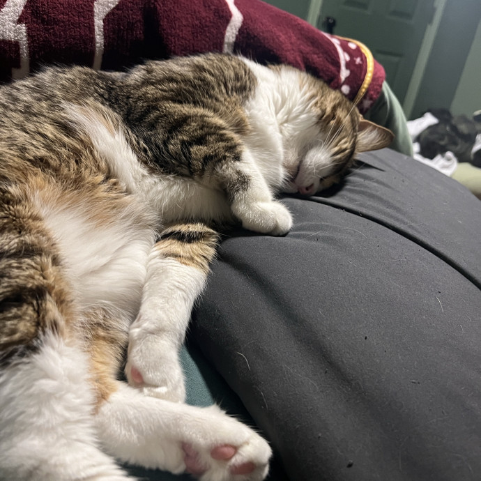 Rescue Kitty Mama photo 3