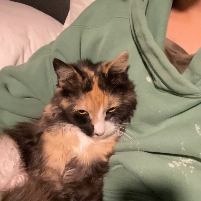 Rescue Kitty Mama photo 2