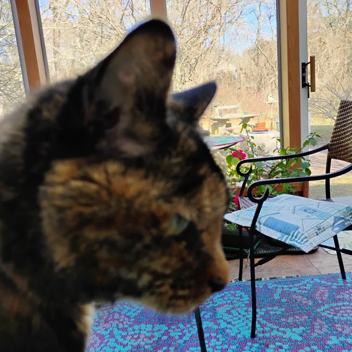 Blue Aura Cat Sitter