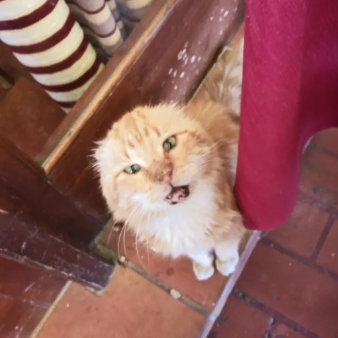 Blue Aura Cat Sitter