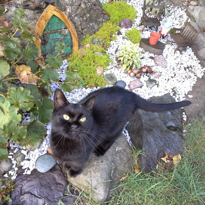 Blue Aura Cat Sitter