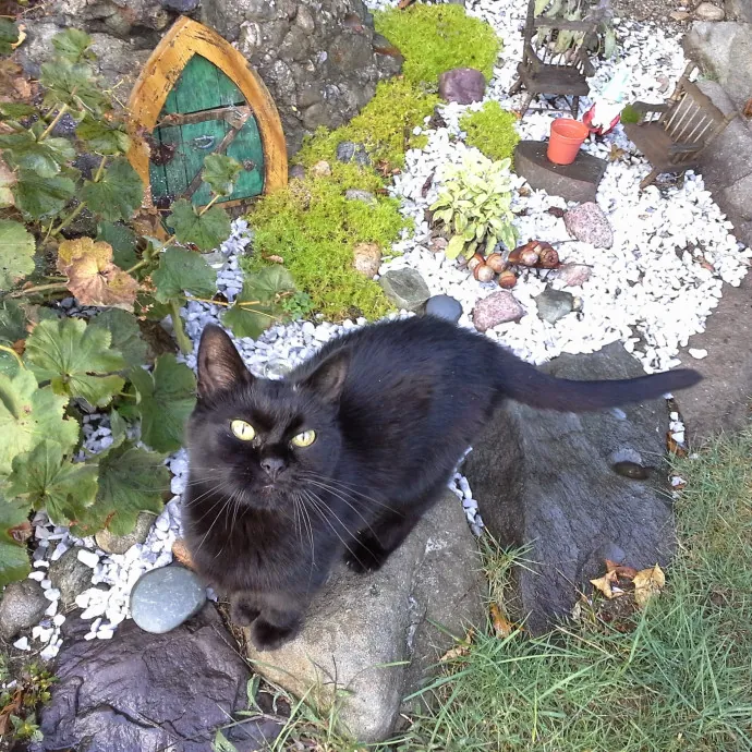 Blue Aura Cat Sitter