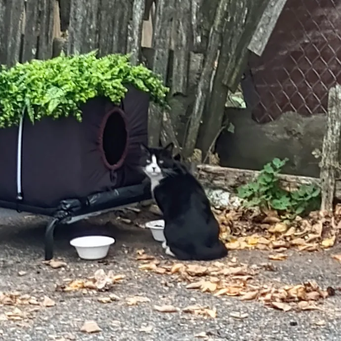 Blue Aura Cat Sitter