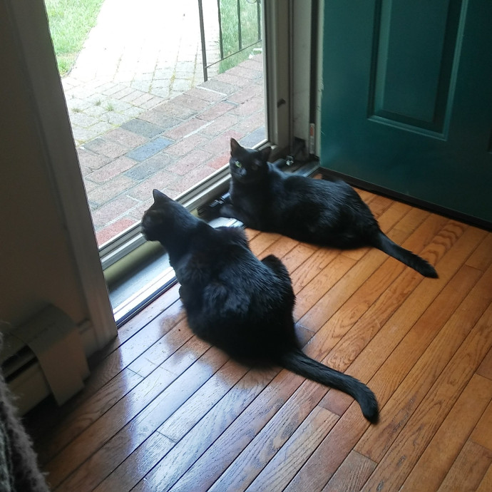 Blue Aura Cat Sitter