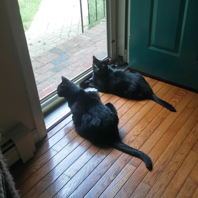 Blue Aura Cat Sitter