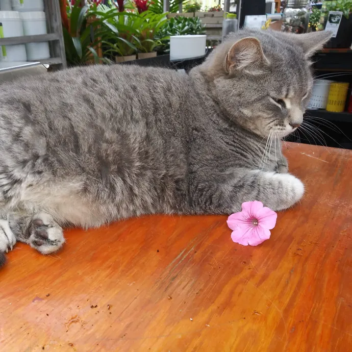 Blue Aura Cat Sitter