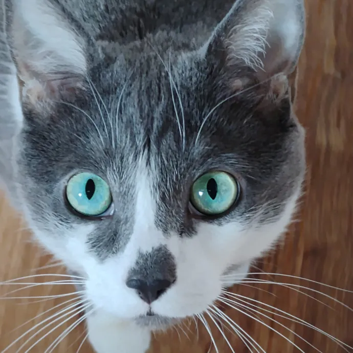 Blue Aura Cat Sitter