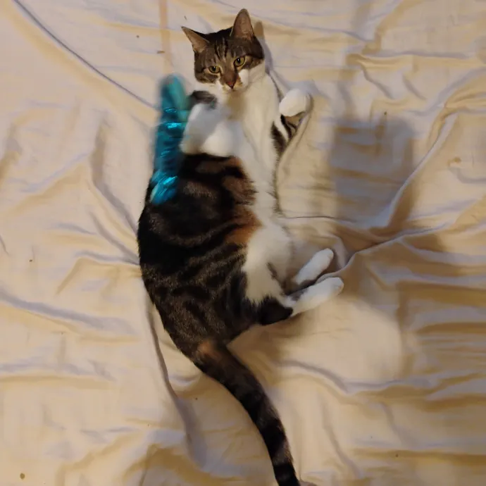 Blue Aura Cat Sitter