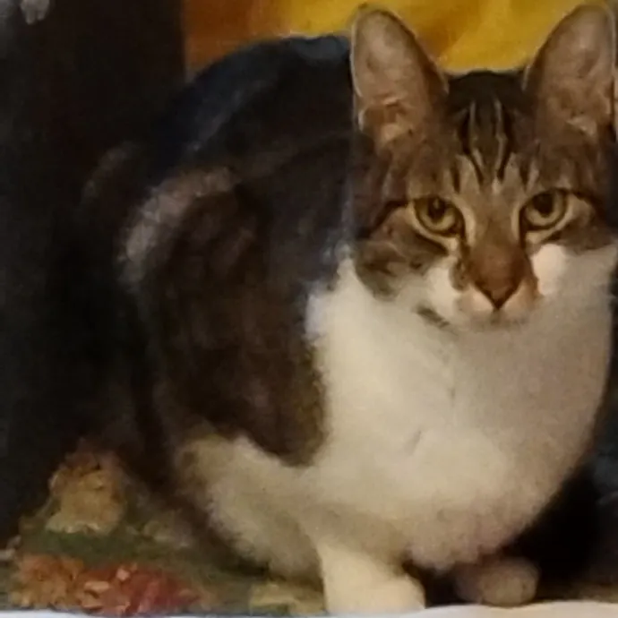 Blue Aura Cat Sitter