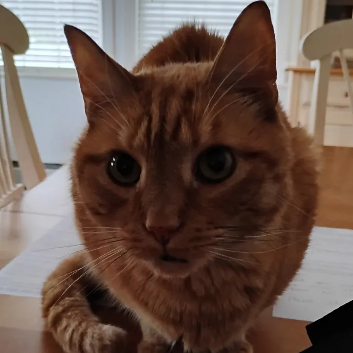 Blue Aura Cat Sitter