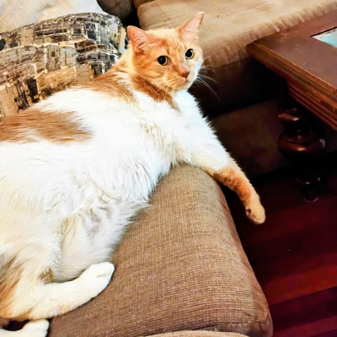 Blue Aura Cat Sitter
