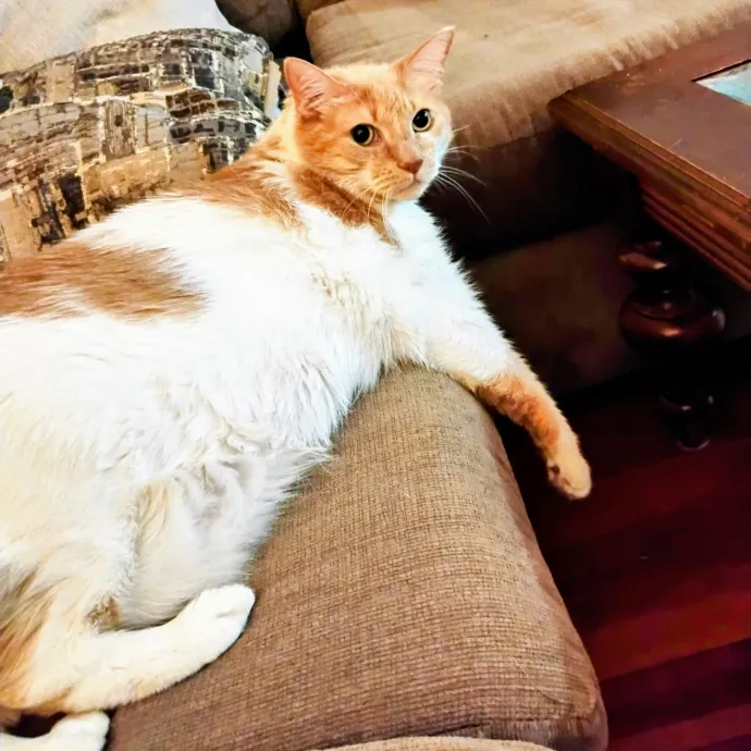 Blue Aura Cat Sitter