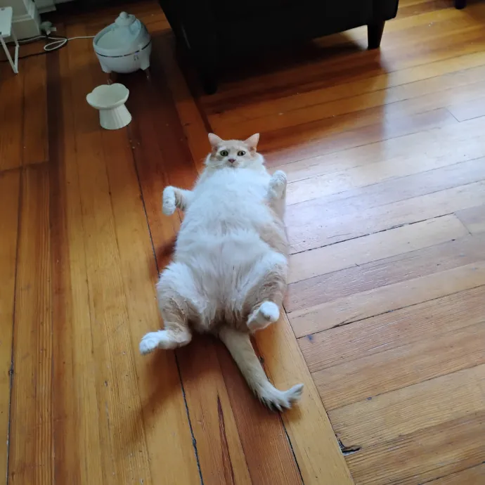 Blue Aura Cat Sitter