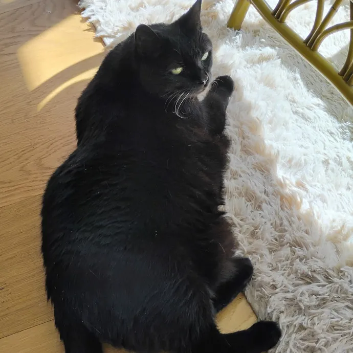 Blue Aura Cat Sitter