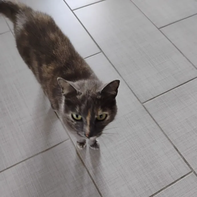 Blue Aura Cat Sitter