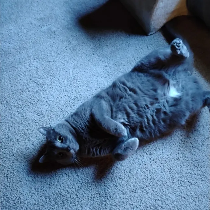 Blue Aura Cat Sitter