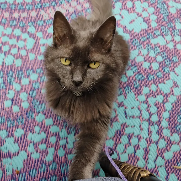 Blue Aura Cat Sitter