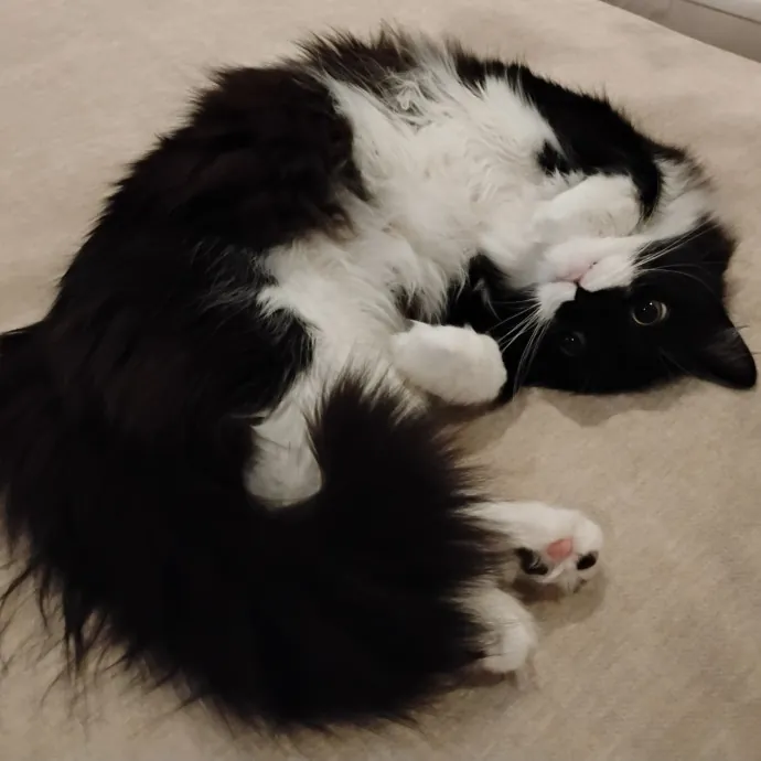 Blue Aura Cat Sitter