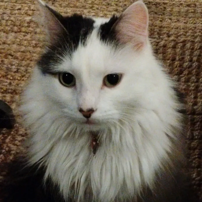 Blue Aura Cat Sitter