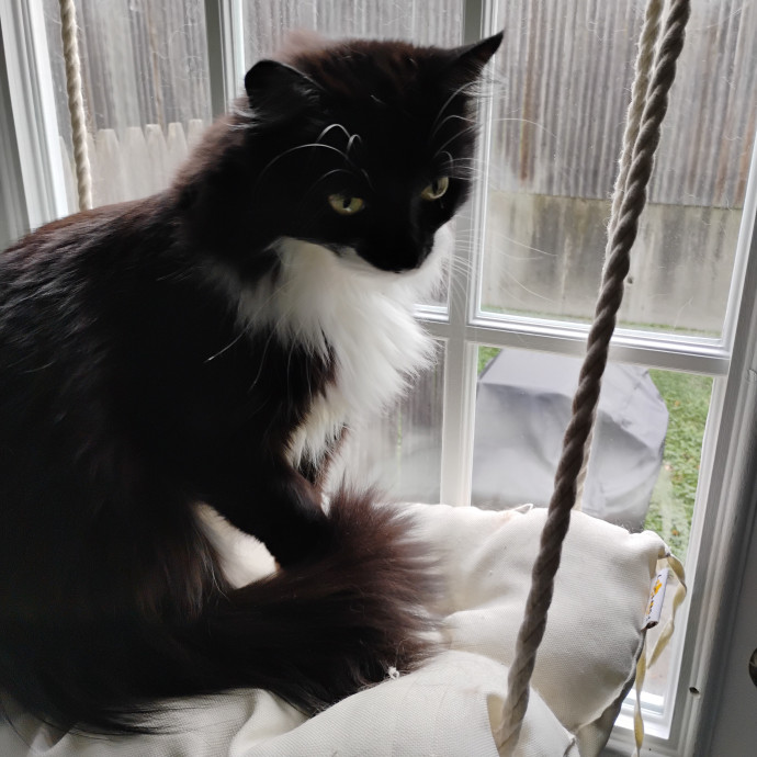 Blue Aura Cat Sitter