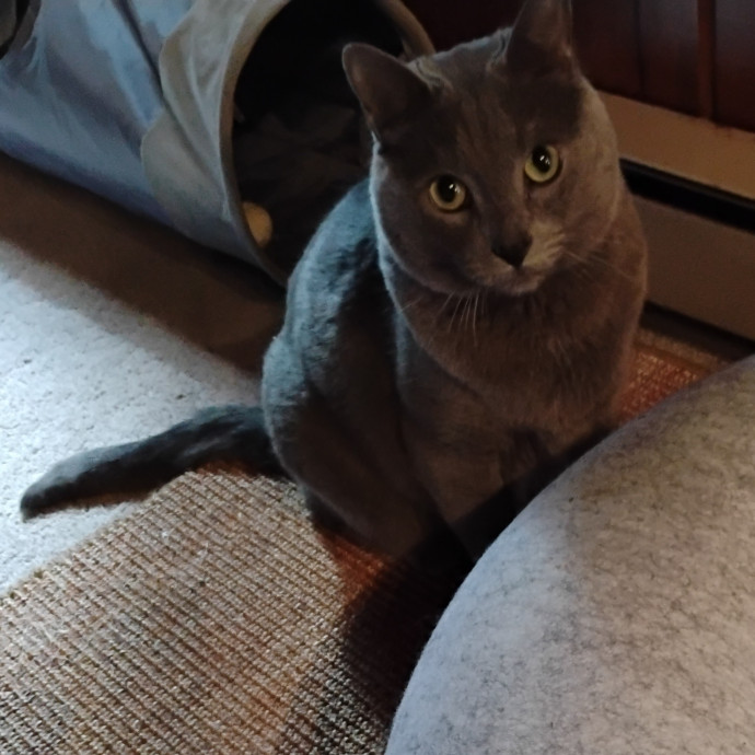 Blue Aura Cat Sitter