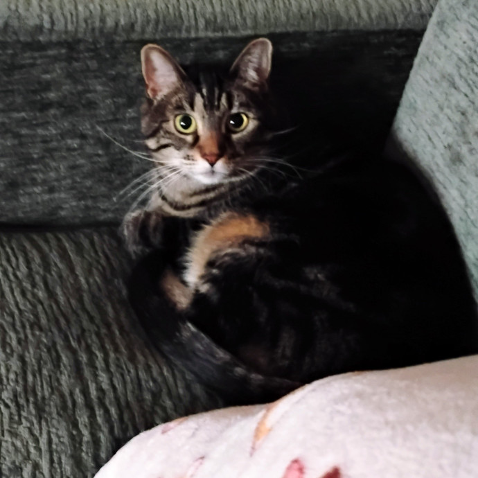 Blue Aura Cat Sitter