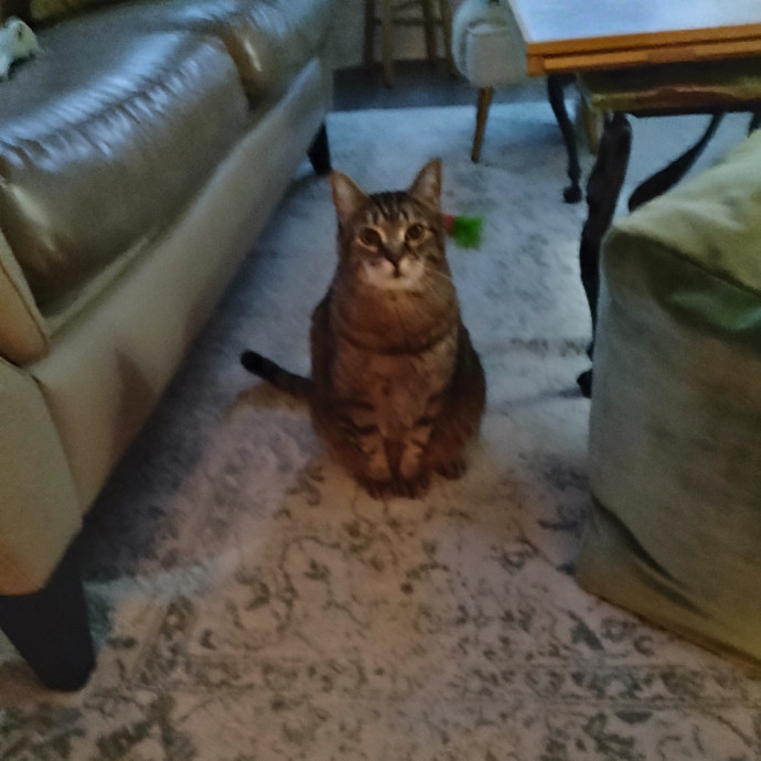 Blue Aura Cat Sitter