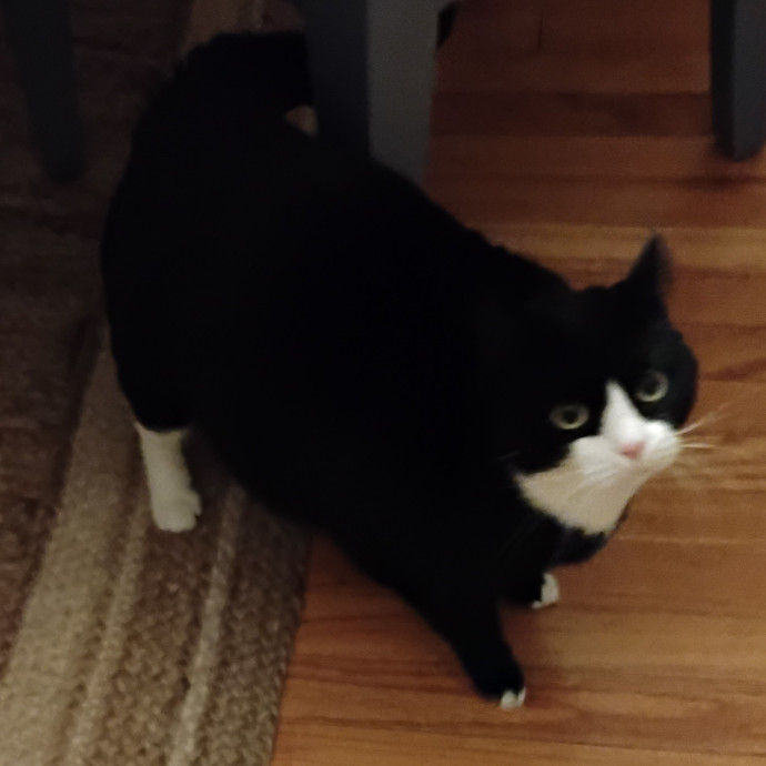 Blue Aura Cat Sitter