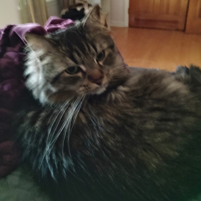 Blue Aura Cat Sitter
