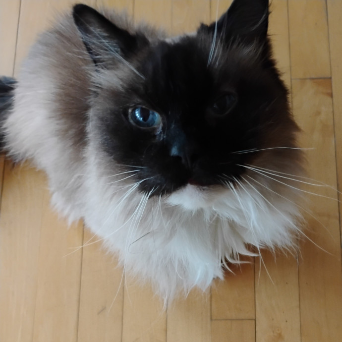 Blue Aura Cat Sitter