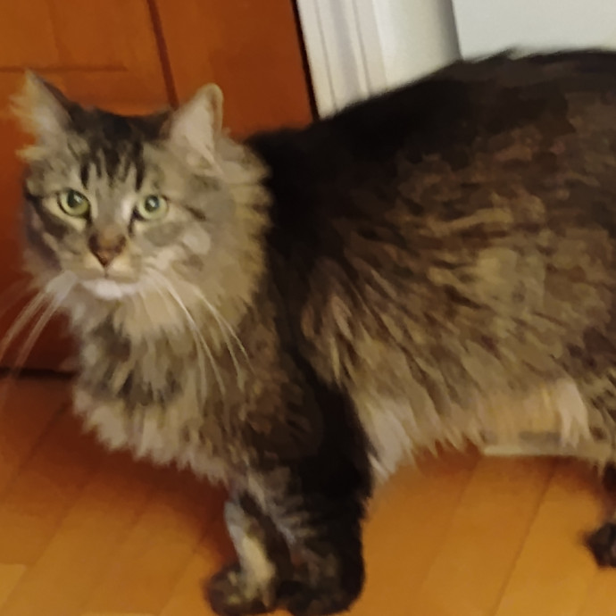 Blue Aura Cat Sitter