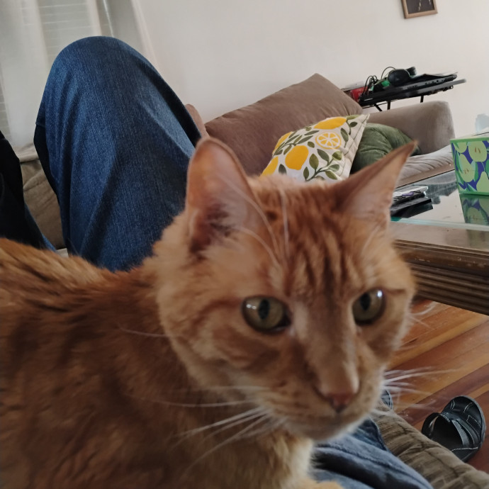 Blue Aura Cat Sitter