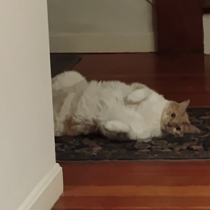Blue Aura Cat Sitter
