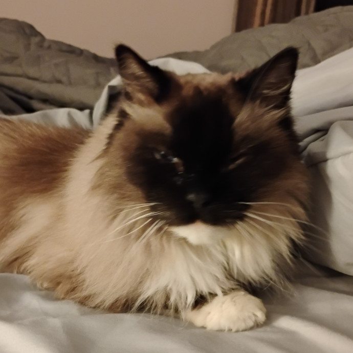 Blue Aura Cat Sitter