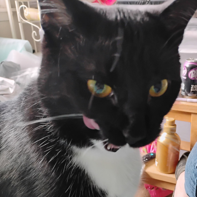 Blue Aura Cat Sitter