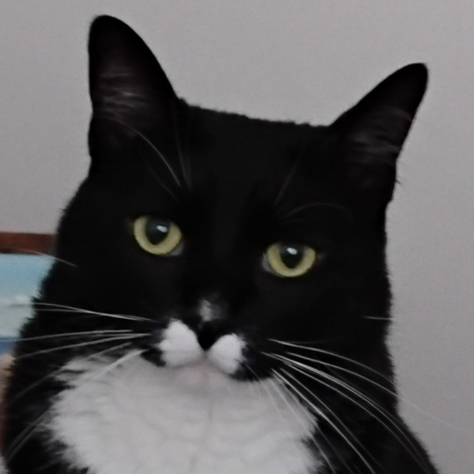 Blue Aura Cat Sitter
