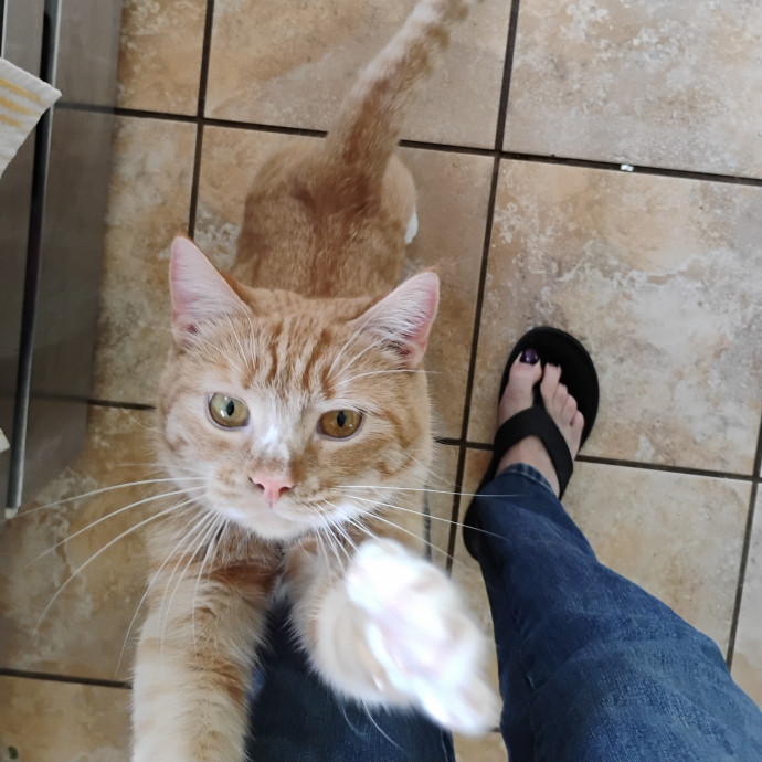 Blue Aura Cat Sitter photo 3