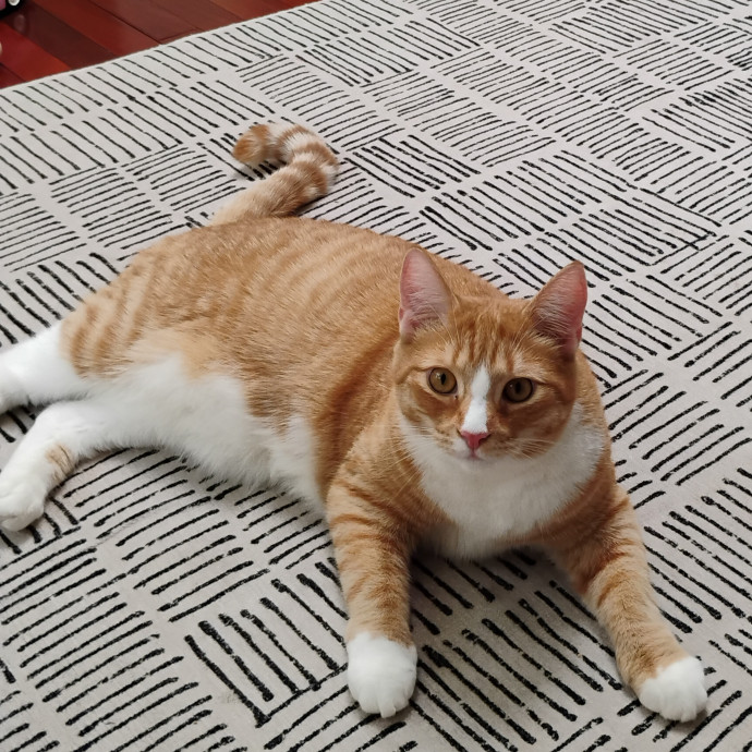 Blue Aura Cat Sitter photo 2