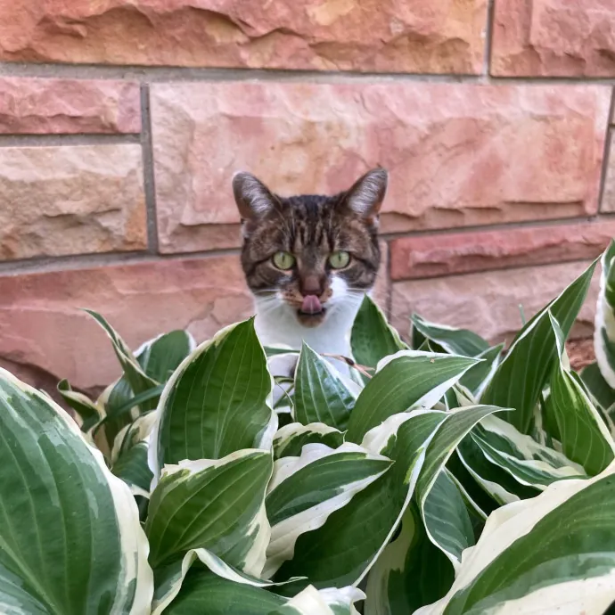 Cassie's Cozy Cat Care
